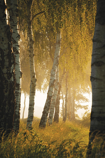 Martin Podt MPP1294 - MPP1294 - Birches in the Morning Light - 12x18 landscape, botanical, trees, path, rural, leaves, birch, forest, sunbeams, misty, glowing, moody, photography, yellow from Penny Lane