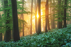 MPP1298 - Wild Garlic Sunrise - 18x12