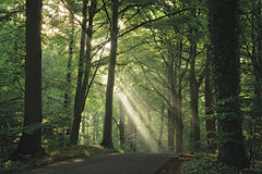 MPP1299 - Morning Rays I - 18x12