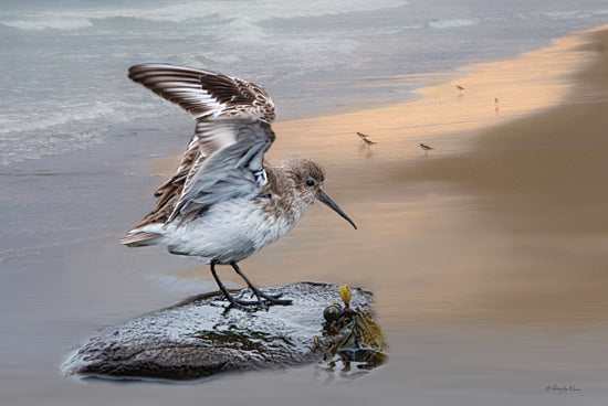 Robin-Lee Viera RLV729 - RLV729 - Sanderling Landing - 18x12 shorebird, beach, wet sand, sunset reflection, waves, ocean shore, coastal bird, dunlin, nature photography from Penny Lane