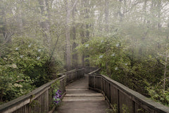 RLV753 - Misty Woodland - 18x12