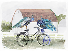 SDS1585 - Countryside Peacocks - 16x12
