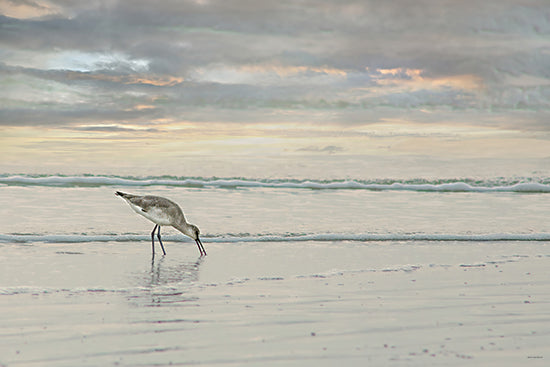 Catch A Star Fine Art STAR291 - STAR291 - Feathered Forager    - 18x12 shorebird feeding, beach scene, photography, coastal wildlife, seascape from Penny Lane