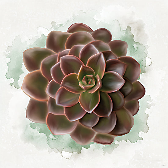 Catch A Star Fine Art STAR334 - STAR334 - Succulent Collection III - 12x12 succulent, dark mauve succulent, burgundy rosette, echeveria, botanical art, watercolor green splash background, moody plant portrait, painterly succulent, modern botanical decor, rich earth tones, desert plant, houseplant artwork, close-up rosette, contemporary nature print, soft blended brushwork from Penny Lane