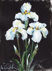 AH102LIC - Contrasting Irises - 0