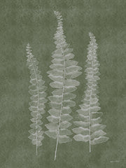 ALP2462 - Woodland Ferns I - 12x16