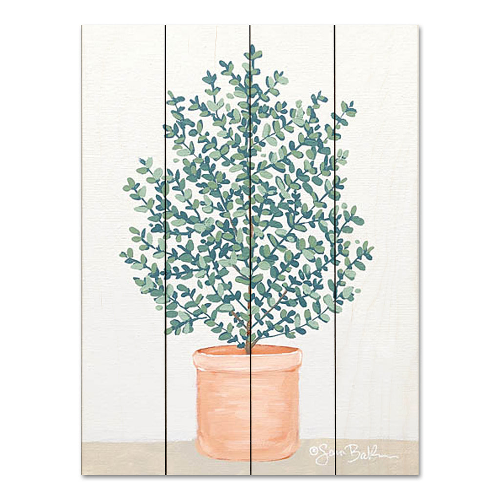 Sara Baker BAKE191PAL - BAKE191PAL - Eucalyptus - 12x16 Potted Plant, Green Plant, Eucalyptus, Greenery, Terracotta Pot from Penny Lane