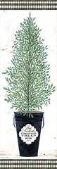 CIN1908A - Cedar Tree    - 12x36