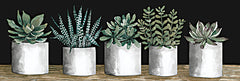 CIN2329A - Succulent Row   - 36x12