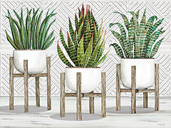 CIN2734 - Succulent Trio on Stands - 16x12