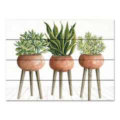 CIN3164PAL - Clay Pot Trio of Plants - 16x12