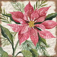 CIN3273LIC - Mauve Poinsettia Botanical - 0