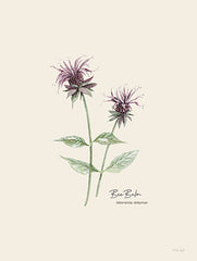 CIN4073 - Bee Balm - 12x16