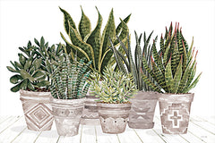 CIN4216 - Aztec Succulent Set - 18x12