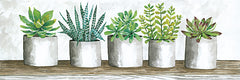 CIN668A - Succulent Pots  - 36x12