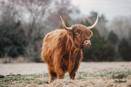 Dakota Diener DAK122 - DAK122 - Mom Cow - 18x12 Cow, Highland Cow, Photography, Farm, Portrait from Penny Lane