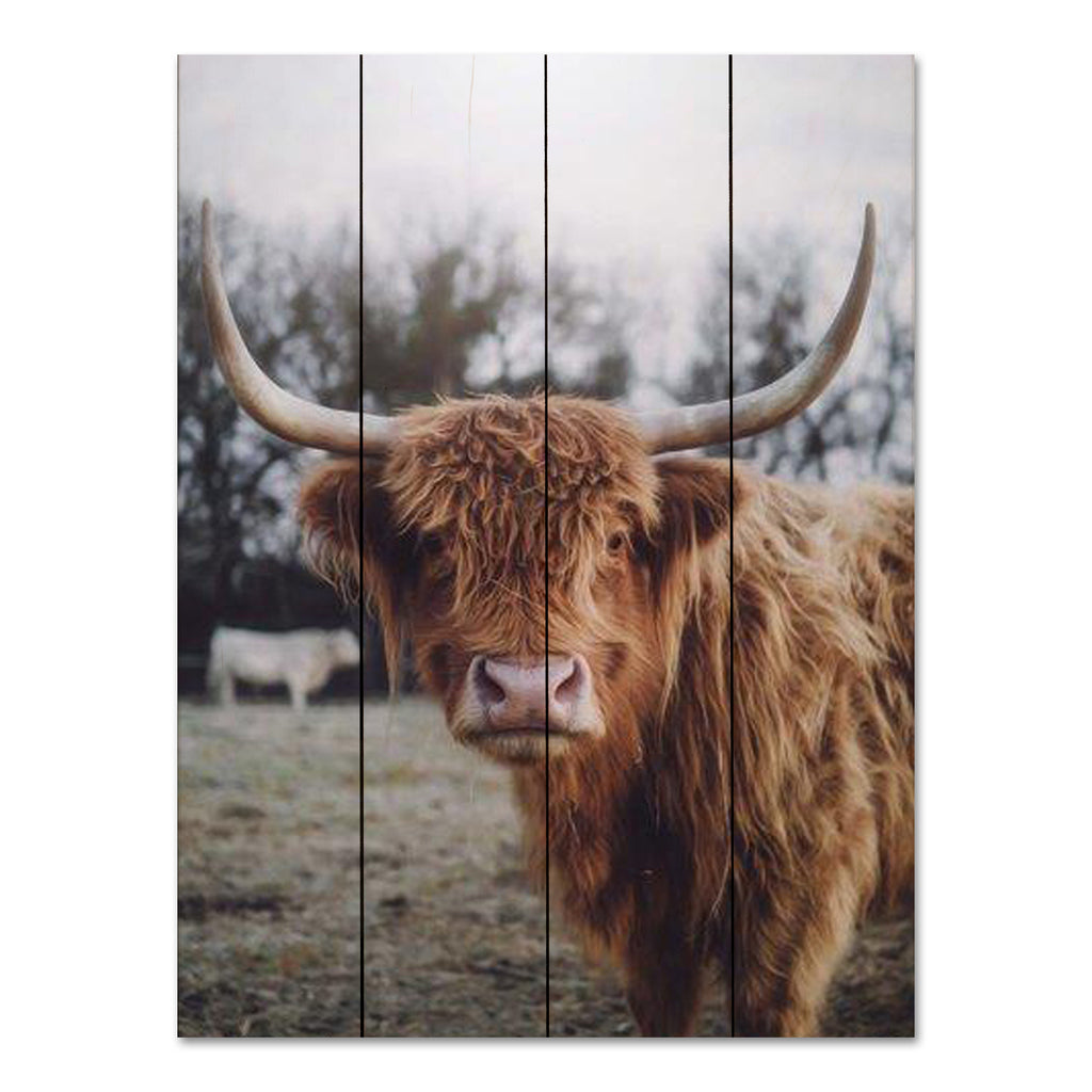 Dakota Diener DAK123PAL - DAK123PAL - Selfie Pose I - 12x16 Cow, Highland Cow, Photography, Farm, Portrait from Penny Lane