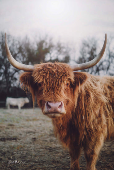 Dakota Diener DAK123 - DAK123 - Selfie Pose I - 12x16 Cow, Highland Cow, Photography, Farm, Portrait from Penny Lane