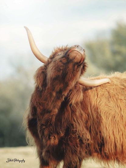 Dakota Diener DAK128 - DAK128 - The Itchy Cow II - 12x16 Photography, Cow, Highland Cow, Itchy Cow, Portrait from Penny Lane