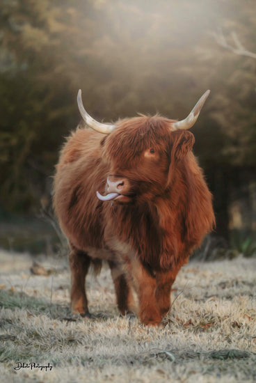 Dakota Diener DAK129 - DAK129 - Silly Cow II - 12x18 Photography, Cow, Highland Cow, Silly Cow, Tongue Sticking Out, Field, Trees from Penny Lane