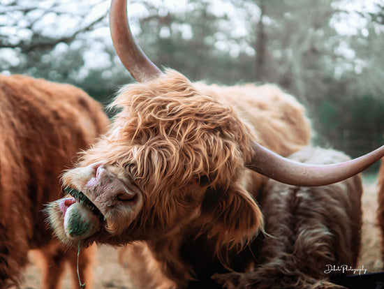 Dakota Diener DAK133 - DAK133 - Crazy Cow II - 16x12 Cow, Highland Cow, Photography, Farm, Portrait from Penny Lane