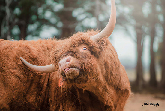 Dakota Diener DAK134 - DAK134 - Highland Itch - 18x12 Cow, Highland Cow, Photography, Farm, Portrait from Penny Lane