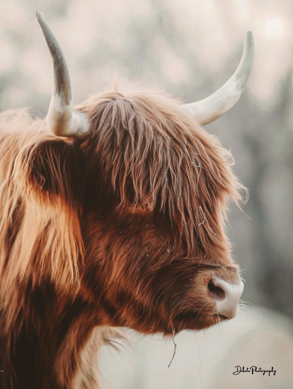 Dakota Diener DAK136 - DAK136 - Highland Pose - 12x16 Cow, Highland Cow, Photography, Farm, Portrait from Penny Lane