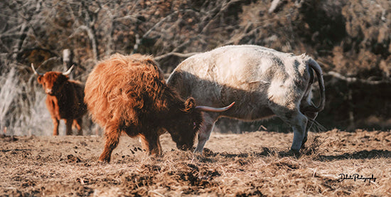 Dakota Diener DAK137 - DAK137 - Highland Fight - 18x9 Cows, Highland Cows, Photography, Farm from Penny Lane