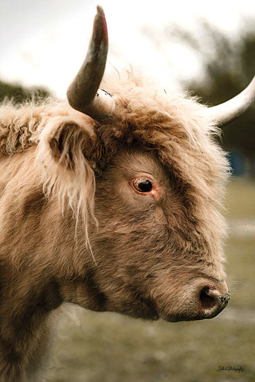 Dakota Diener DAK140 - DAK140 - Handsome Henry - 12x18 Cow, Highland Cow, Photography, White Cow from Penny Lane