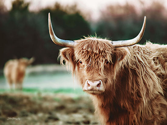 Dakota Diener DAK142 - DAK142 - Mellow Day on the Farm II - 16x12 Cows, Highland Cows, Photography, Tan Cows, Landscape from Penny Lane