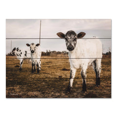 DAK144PAL - Three Calves - 16x12