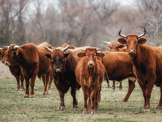 Dakota Diener DAK145 - DAK145 - Gathered Together - 16x12 Cows, Highland Cows, Brown Cows, Photography, Pasture from Penny Lane