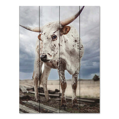 DAK147PAL - Cloudy Day Cow - 12x16