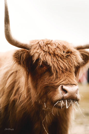 Dakota Diener DAK160 - DAK160 - Hungry Highland I - 12x18 Cow, Highland, Photography, Farm Animal, Hungry Highland from Penny Lane