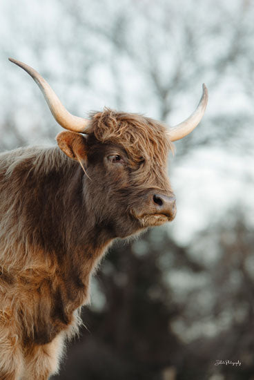 Dakota Diener DAK173 - DAK173 - Profile Pose - 12x18 Photography, Cow, Highland Cow, Farm Animal, Sideview from Penny Lane