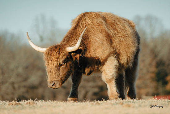 Dakota Diener DAK174 - DAK174 - Izzy - 18x12 Photography, Cow, Highland Cow, Farm Animal, Sideview from Penny Lane