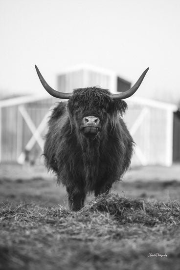 Dakota Diener DAK179 - DAK179 - Regan - 12x18 Cow, Highland Cow, Photography, Farm Animal, Barn, Farm, Black & White, Landscape from Penny Lane