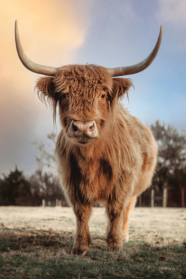 Dakota Diener DAK186 - DAK186 - Clouds in the Sky - 12x18 Cow, Highland, Photography, Farm Animal, Portrait, Clouds, Landscape from Penny Lane