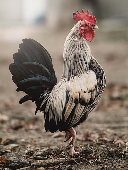 Dakota Diener DAK198 - DAK198 - Strike a Pose - 12x16 Rooster, Photography, Farm Animal, Strike a Pose from Penny Lane