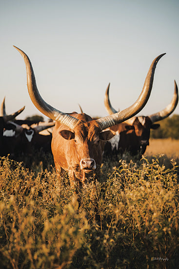 Dakota Diener DAK200 - DAK200 - Ankole?Watusi Herd I - 12x18 Photography, Cows, Ankole-Watuski Cows, Herd, Grazing from Penny Lane