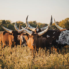 DAK201 - Ankole-Watusi Herd II - 12x12