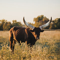 DAK202 - Ankole-Watusi Big Horn I - 12x12