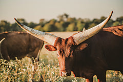 DAK203 - Ankole-Watusi Big Horn II - 18x12