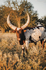 DAK204 - Ankole-Watusi Big Horn III - 12x18