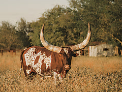 DAK205 - Ankole-Watusi Big Horn IV - 16x12