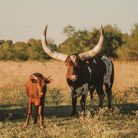 Dakota Diener DAK207 - DAK207 - Ankole-Watusi Mom and Baby - 12x12 Photography, Cow, Ankole-Watuski Cow, Big Horns, Mother, Baby, Landscape from Penny Lane