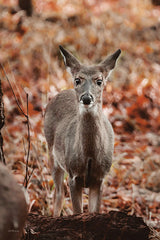 DAK208 - Autumn Deer I - 12x18