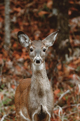 DAK209 - Autumn Deer II - 12x18