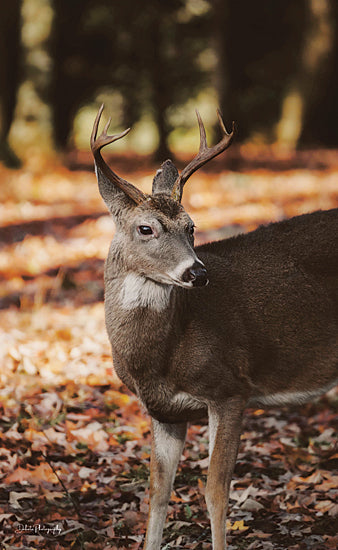 Dakota Diener DAK212 - DAK212 - On the Lookout - 12x18 Photography, Deer, Fall, Autumn, Leaves, Landscape, Wildlife from Penny Lane