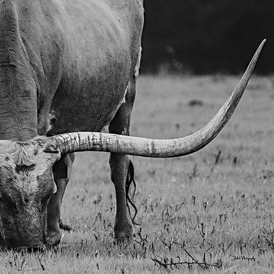 Dakota Diener DAK225 - DAK225 - On Point - 12x12 Cow, Longhorn, Photography,  Black & White, Farm Animal, Grazing from Penny Lane